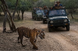 Exciting Safari Experience